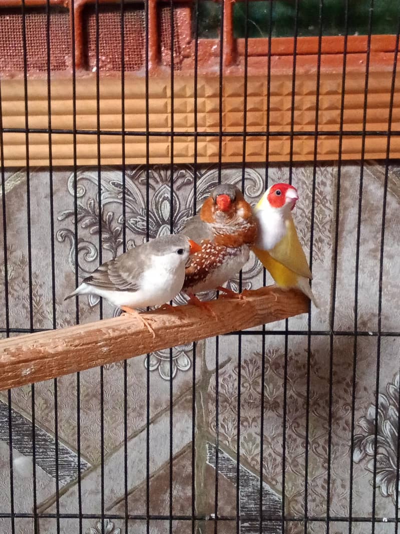 FINCHES 9
