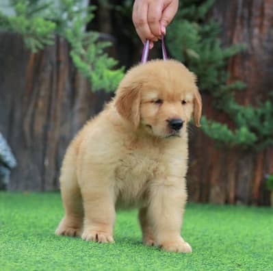 Golden retriever puppy for sale