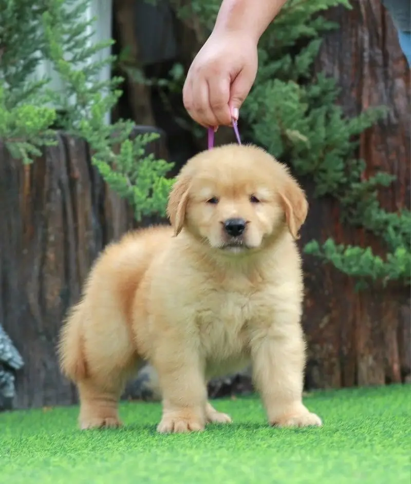 Golden retriever puppy for sale — photo 2