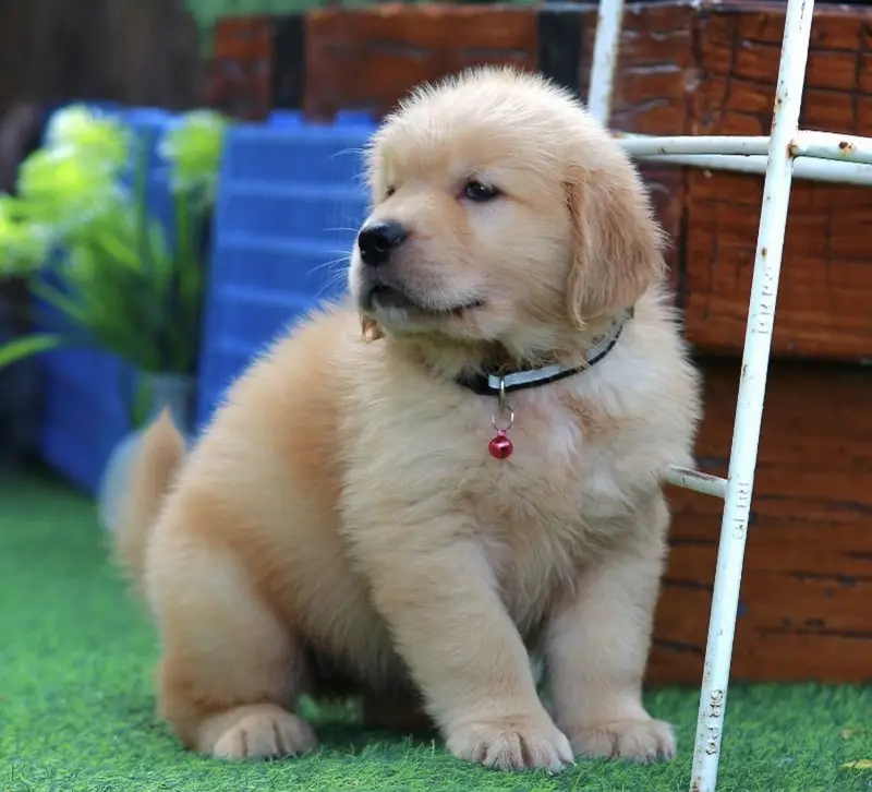 Golden retriever puppy for sale — photo 3