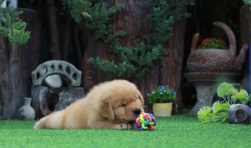 Golden retriever puppy for sale — photo 4