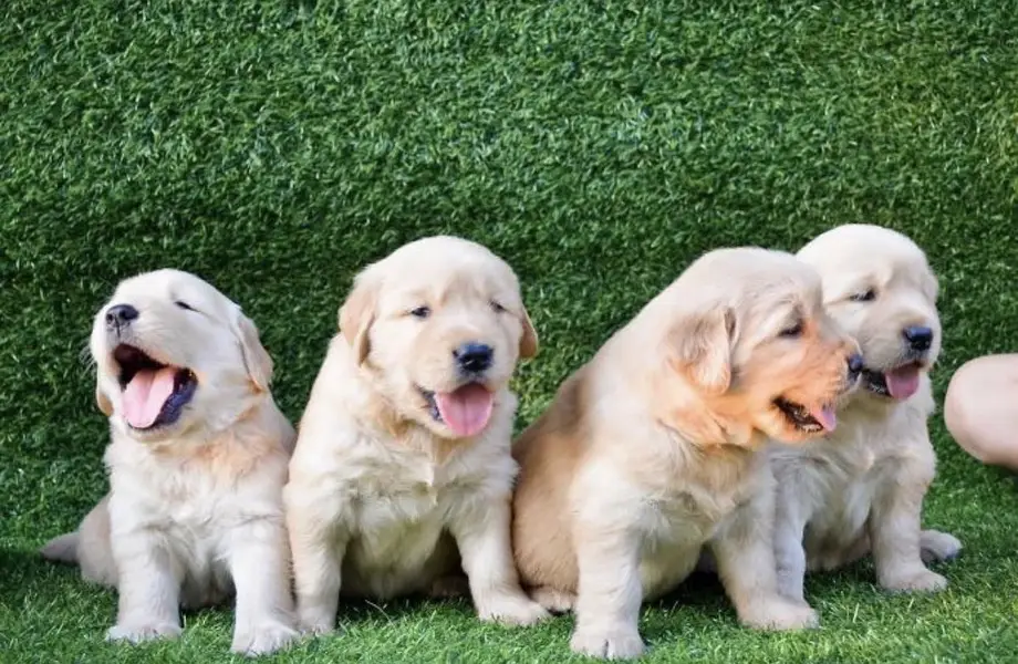 Golden retriever puppy for sale — photo 6