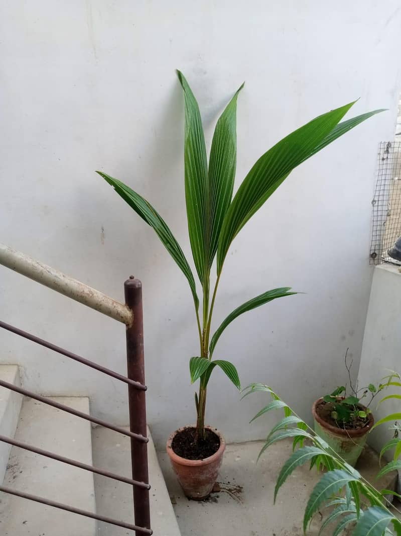 coconut plant 3