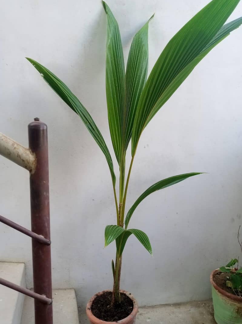coconut plant 5