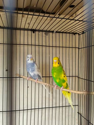Astalieaan birds pairs Available whatshapp connect 03135051766