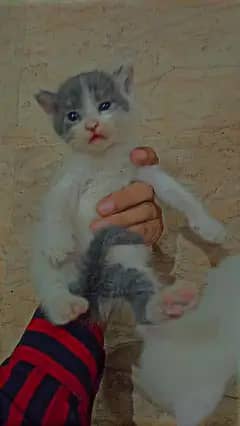 Persian Cat with 3 Kittens for Sale – 2 Months Old, White & Grey