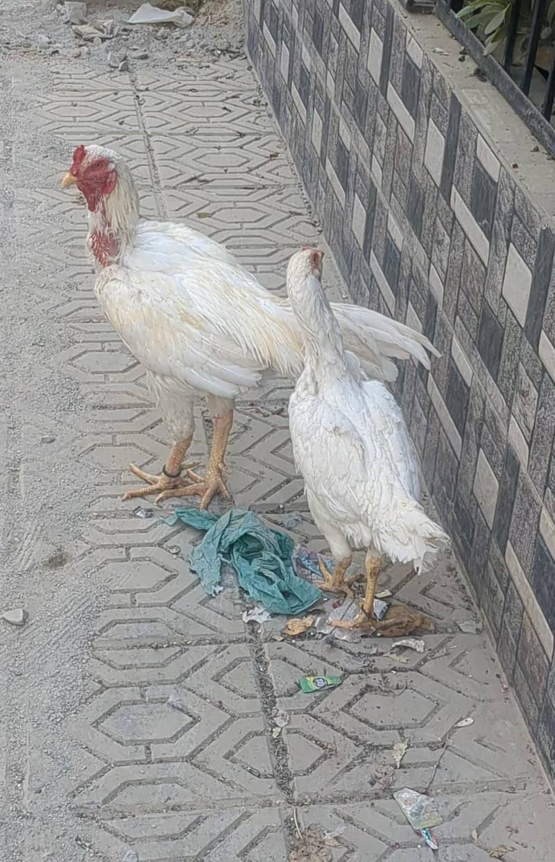 aseel pair 0