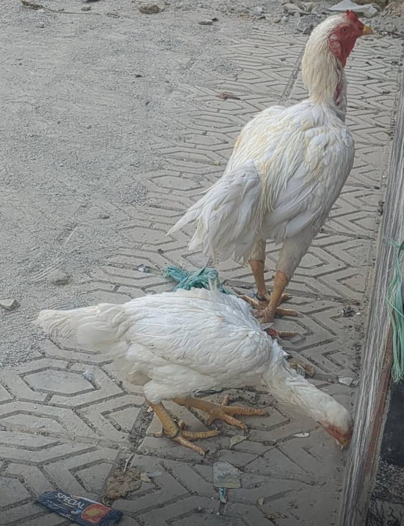 aseel pair 1