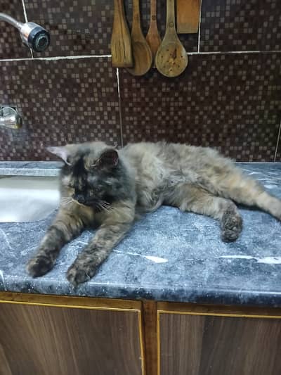 Beautiful Long Hair Female Cat  Tripal tortoise Persian