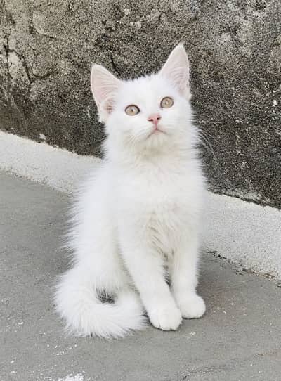 Pure Persian Fluffy Male Kitten
