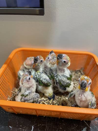 Sunconure chicks