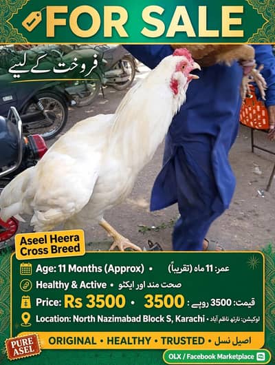 aseel hera cross bread