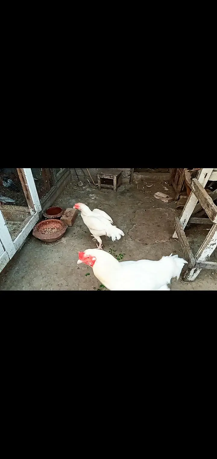 MASHA ALLAH TOP QUALITY KA PAIR HEERA PAPER WHITE ASEAL — photo 7