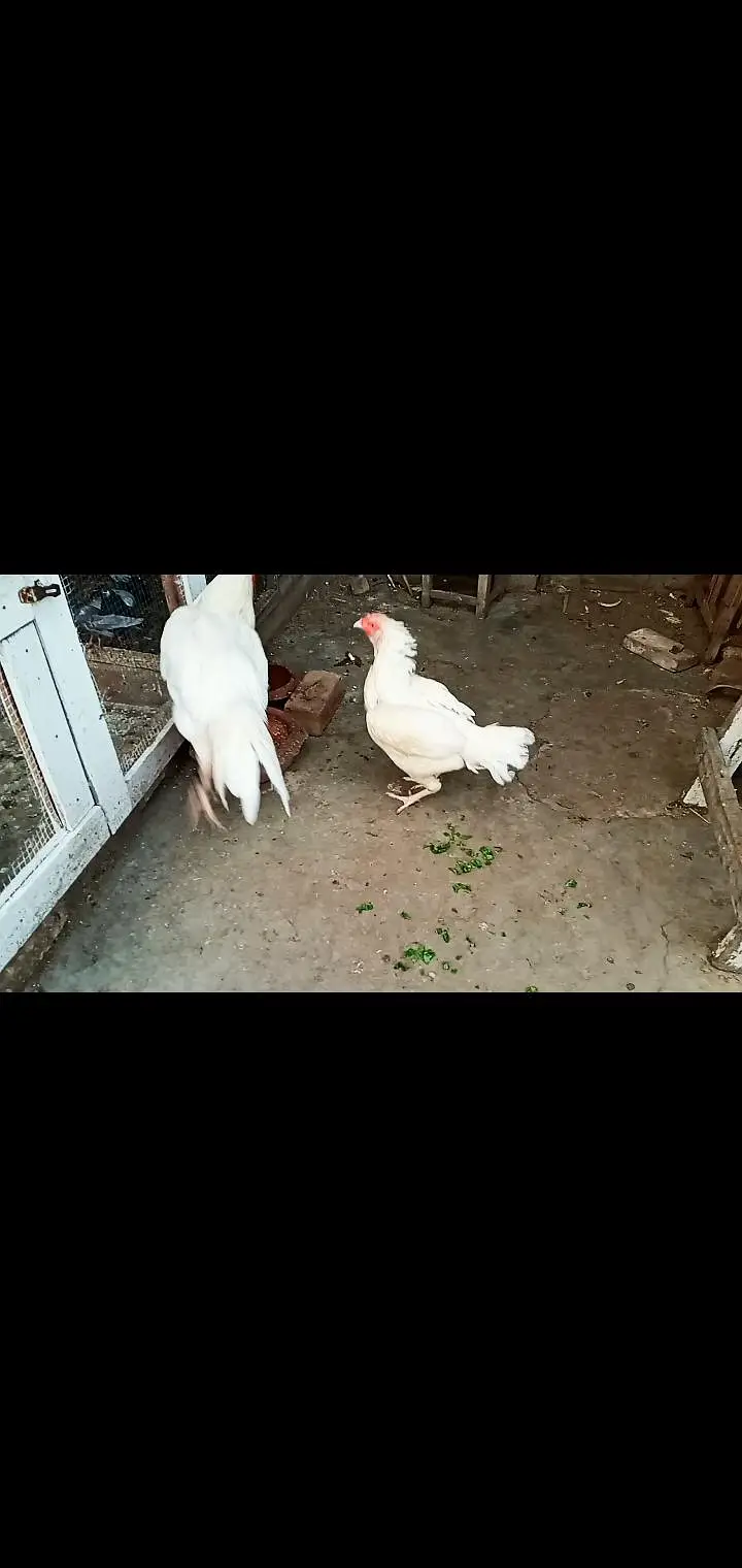 MASHA ALLAH TOP QUALITY KA PAIR HEERA PAPER WHITE ASEAL — photo 9