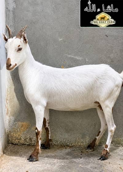 Tedy Bakri Ghaban