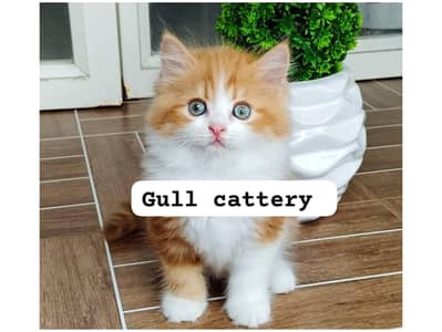 CASH ON DELIVERY ALSO DOOR STEP  AVAILABLE
