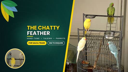 Colorful Ringneck Parrots for Sale | Healthy, Tame & Talking Age