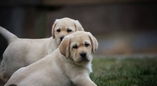 British labordar puppy show class