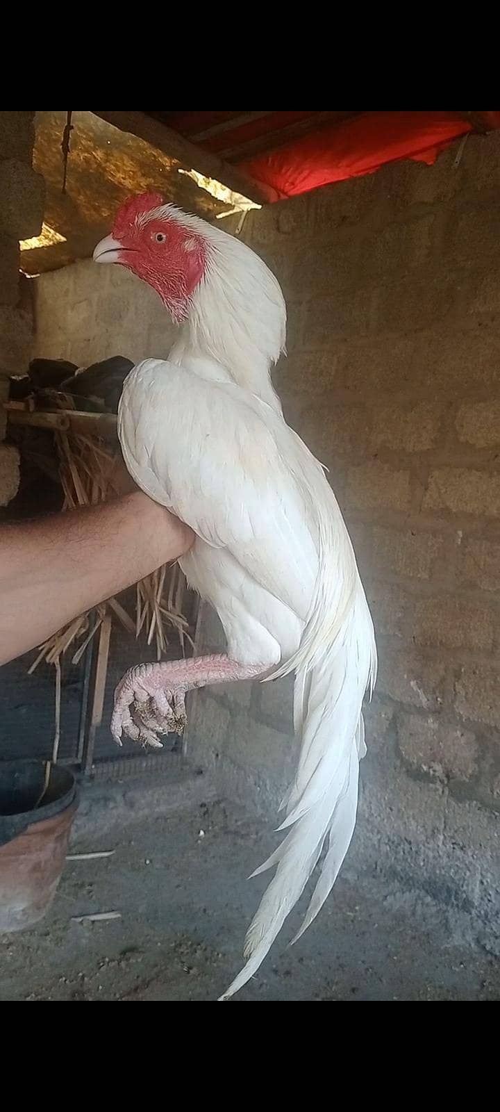 ہیرا مرغا 0