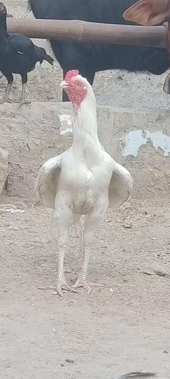 ہیرا مرغا 2