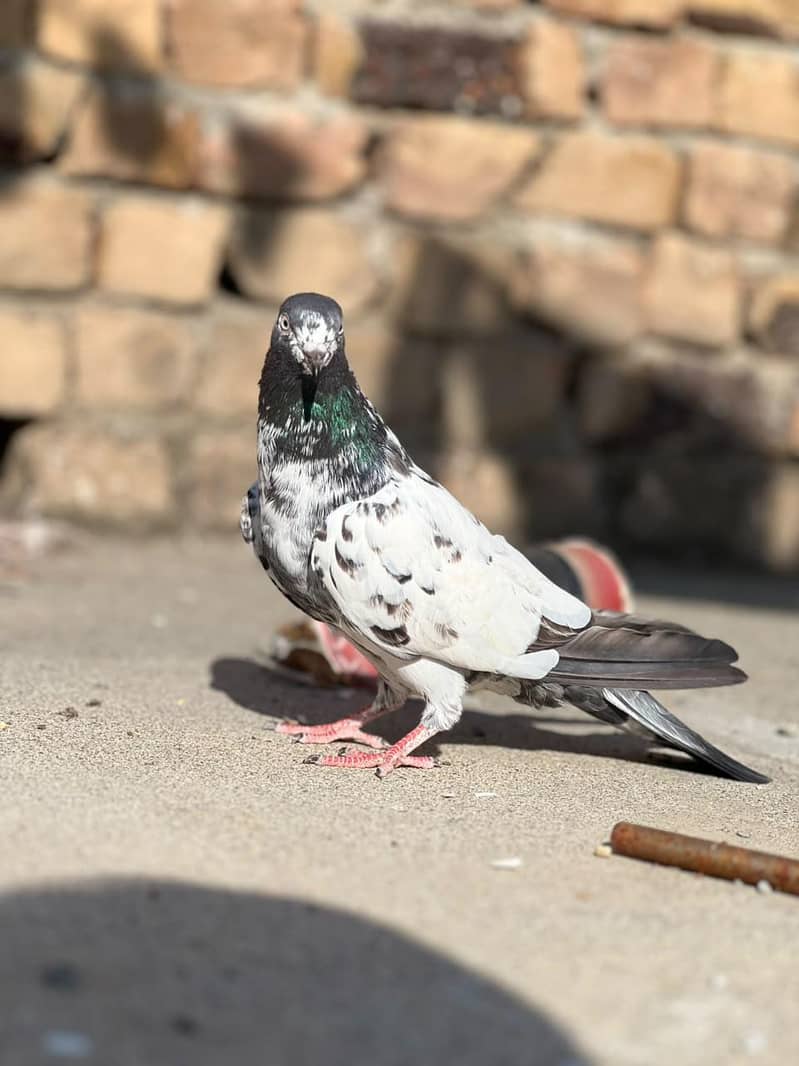 kabutar 2