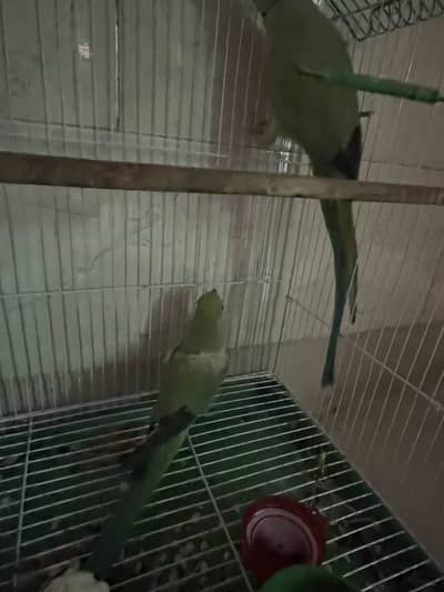 Male bolta ha