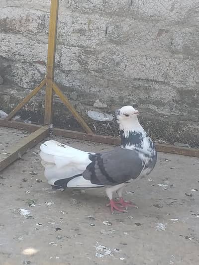 fancyLakki  feMale forsale