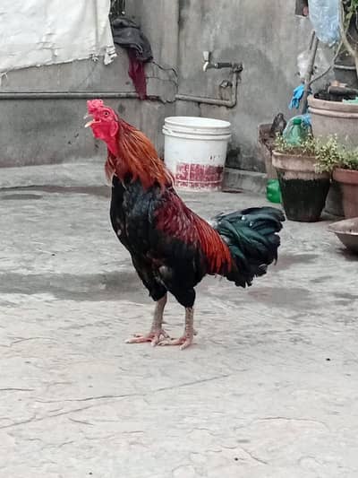 miawali aseel