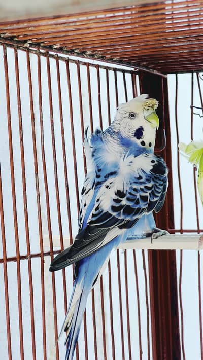 Adult breeder hogoromo female only