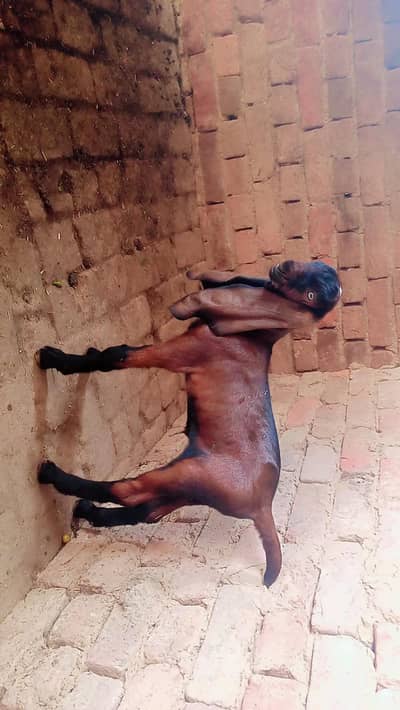 bateel phat for sale 03034406364