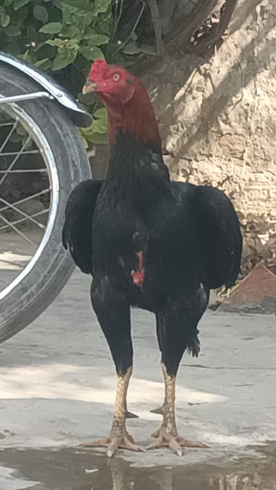 High quality aseel ptha for sale