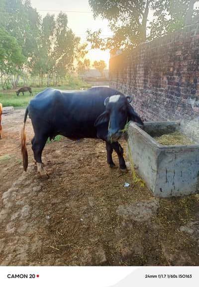 choti ha phala cova