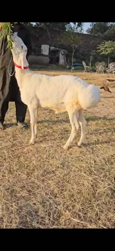 kheera beauty  for sale