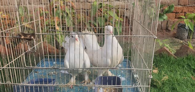 white pair + cage