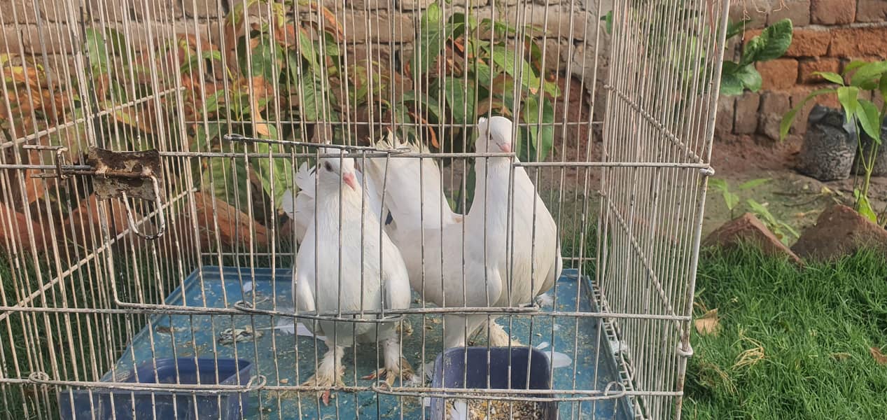 white pair + cage 0