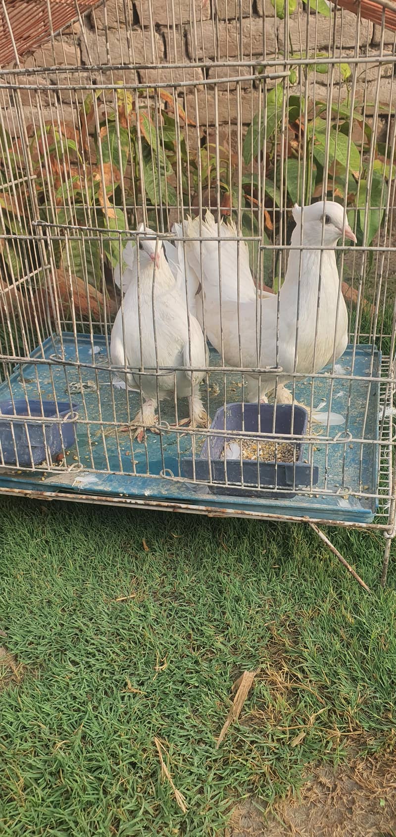 white pair + cage 1