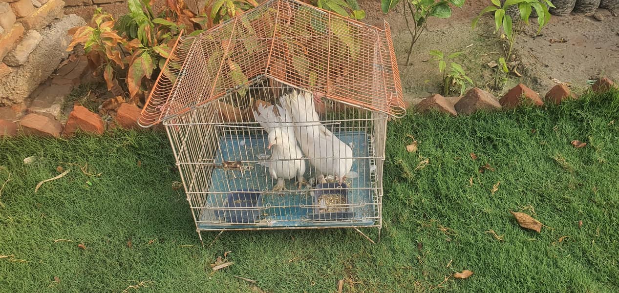 white pair + cage 2