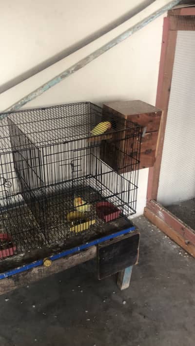 lovebirds and plum head