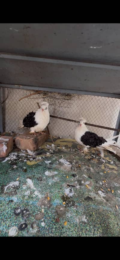 firlback pair