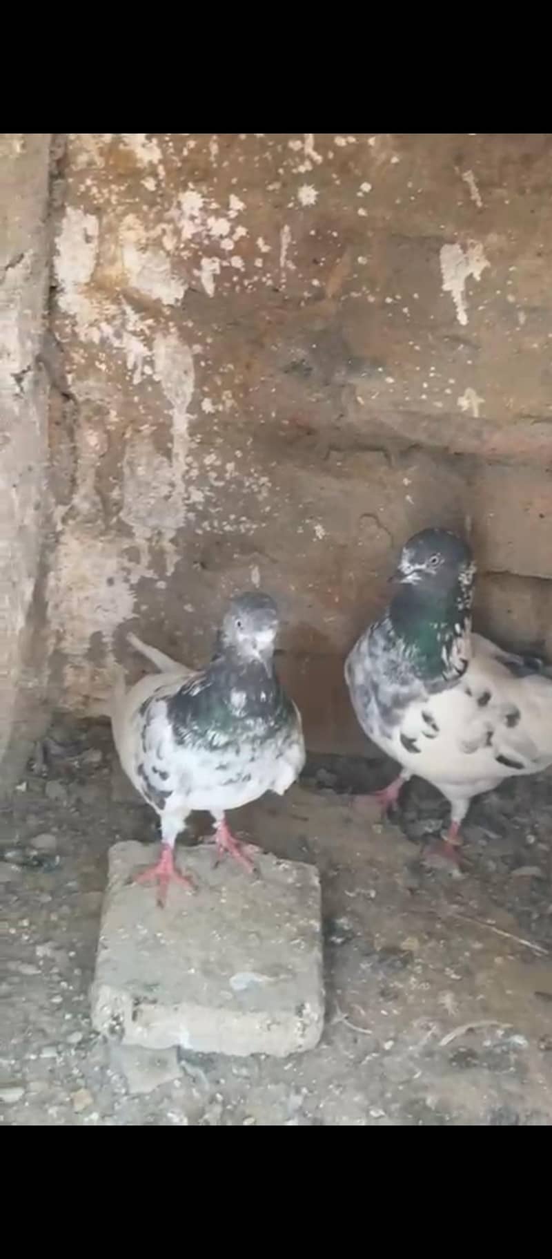 firlback pair 4