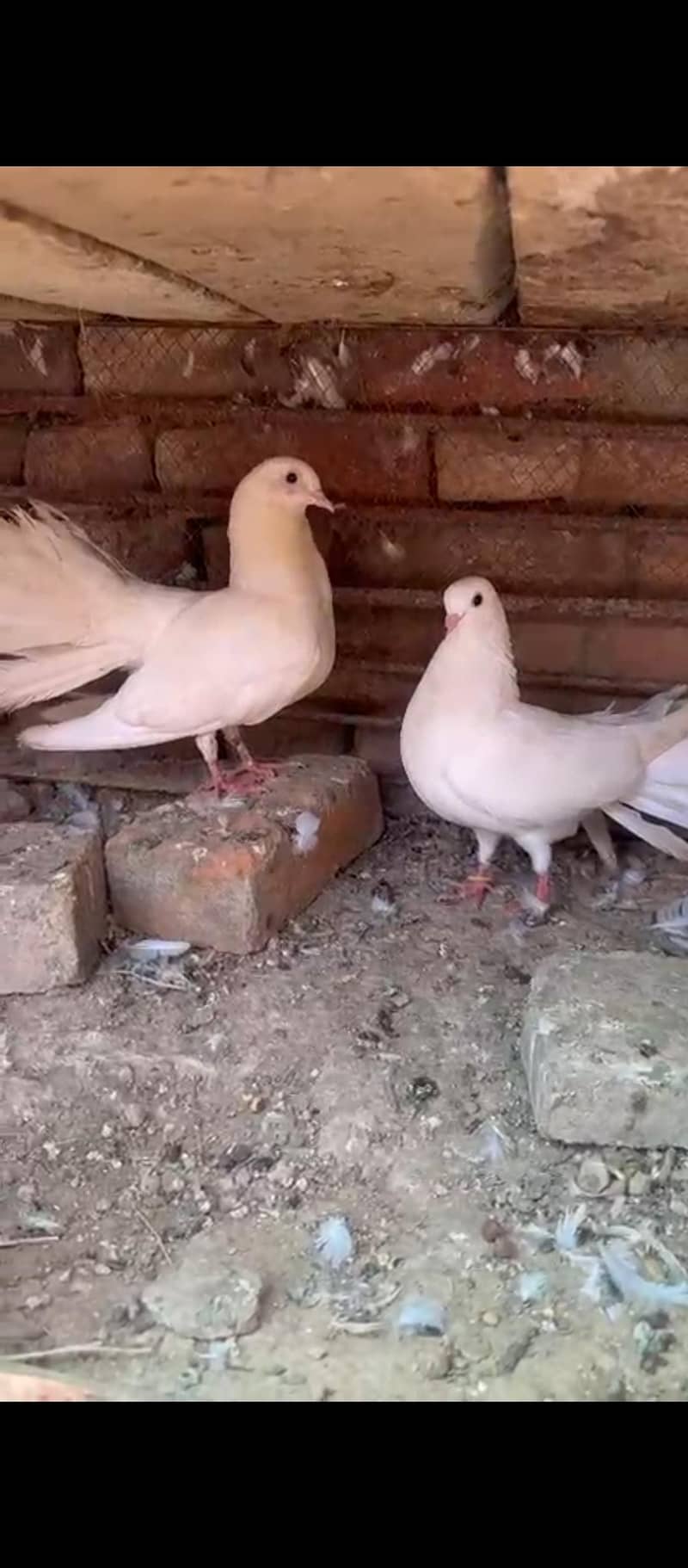 firlback pair 5