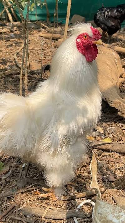 Asli murgi
