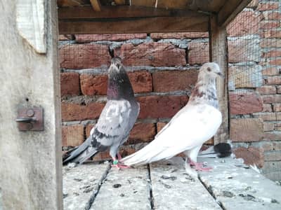 5 Aseel kabooter pigeon for sale 03052593845