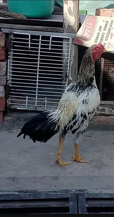Aseel morga 03244381708