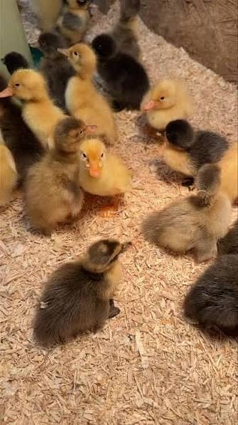 Ducks chicks 0