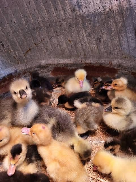 Ducks chicks 1