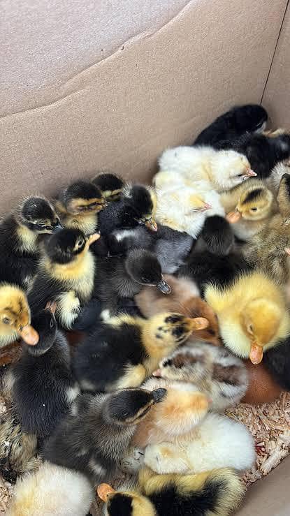 Ducks chicks 3