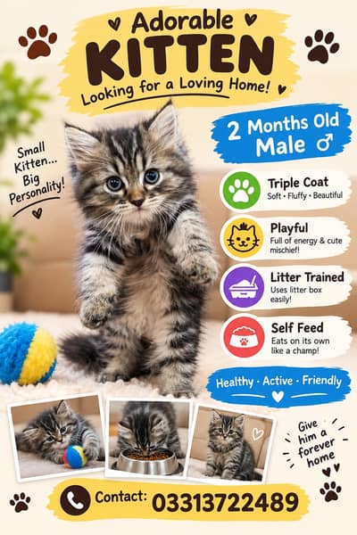 Male kitten looking for a new home