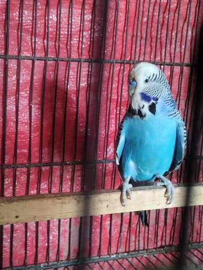 exbi & black wings  & lovebirds lotino