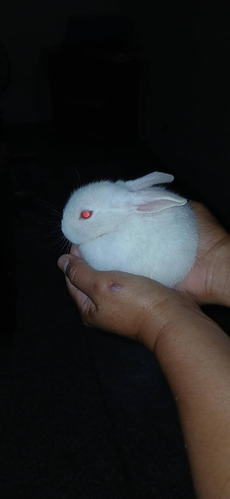 Active Rabbits Babies 0